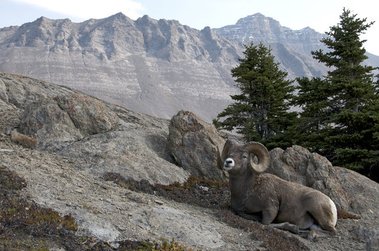 Bighorn Sheep Ram (Ovis canadensis) resting on alpine mountaintop. Jasper National Park, Alberta, Canada.