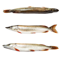 Set of big pike isolated over white