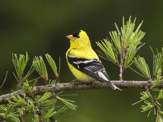 american goldfinch (Carduelis tristis), Canada.