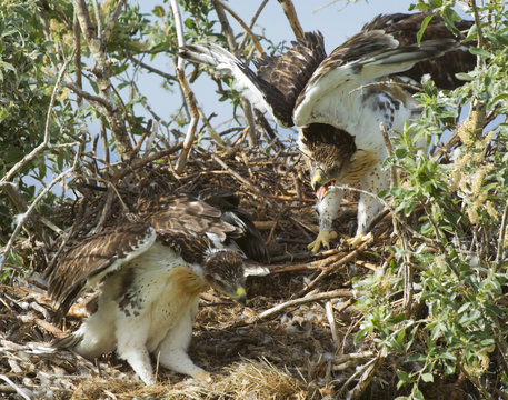 Ferruginous Hawk (Buteo regalis) Nestlings. A hawk of open dry country of western Untied States and western Canada. Becoming rare these hawks are one of the most powerful of the buteos with a long wingspread of 56 inches. West of Cardston, southwest Alberta, Canada.
