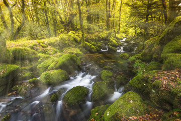 Wilderness in Dartmoor autumn forest