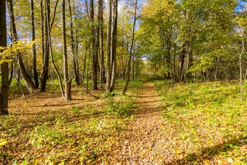 autumn forest with leaves on the ground