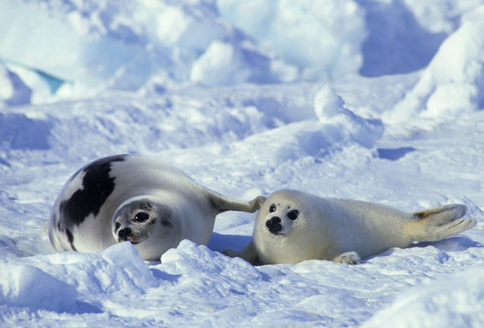 Mother harp seal (Phoca groenlandica) and pup (yellowcoat), Gulf of the St. Lawrence River, Canada.  Pup's natal coat stained yellow by amniotic fluid.