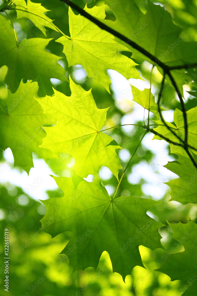 Canvas Prints branch of spring fresh maple tree
