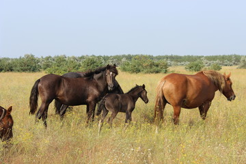 Herd of horses and foal grazing in the meadow.