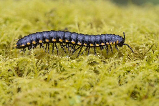 Cyanide producing Millipede (Harpaphe haydeniana) - Goldstream Provincial Park, BC