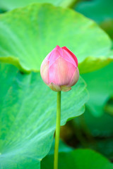 Pink lotus