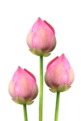 Cercles muraux fleur de lotus Pink lotus