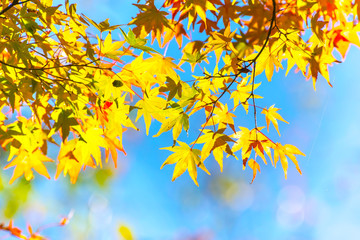 Maple leaves in autumn in forest.