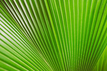 Obraz premium vintage tone of Texture of a green leaf,Green leaf pattern on the surface,Texture of a green leaf.Selective focus.
