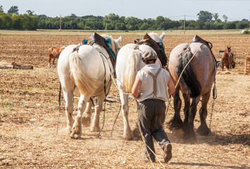 Chevaux percheron aux labours
