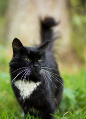 Adult black and white cat