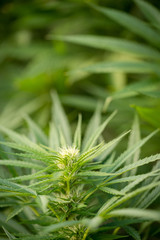 Close-up view of cannabis marijuana plant. Shallow depth of field with selective focus.