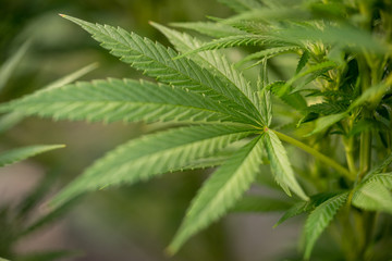 Close-up view of cannabis marijuana plant. Shallow depth of field with selective focus.