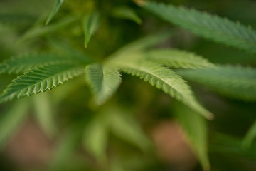 Close-up view of cannabis marijuana plant. Shallow depth of field with selective focus.