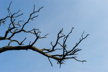 Fototapeta na wymiar Abstract dry tree branch