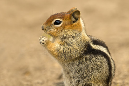 Golden-mantled ground squirrel (Spermophilus lateralis) at Deschutes National Forest, Oregon, USA
