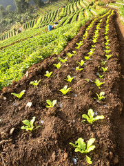 Strawberry cultivation in Thailand.