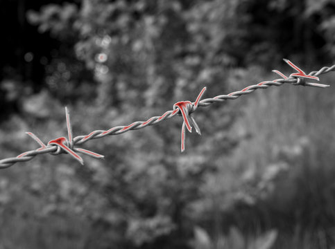 Surreal bloody barbed wire on black and white background