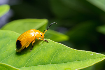 Nature image showing details of insect life: closeup / macro of