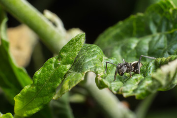 Macro of  black ants on branch .