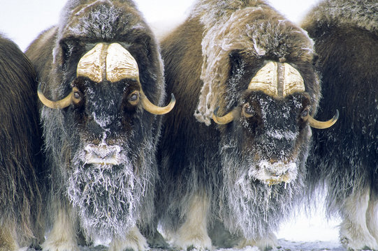 Muskox bulls standing in snow, Arctic Canada