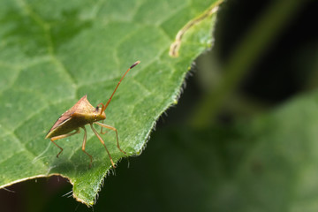 hemiptera Nezara Viridula Heteroptera pentatomidae palomera pras