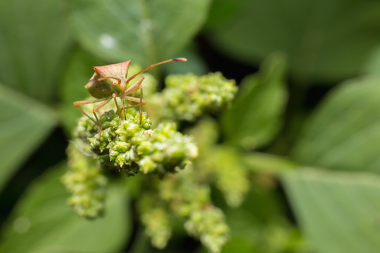 hemiptera Nezara Viridula Heteroptera pentatomidae palomera pras