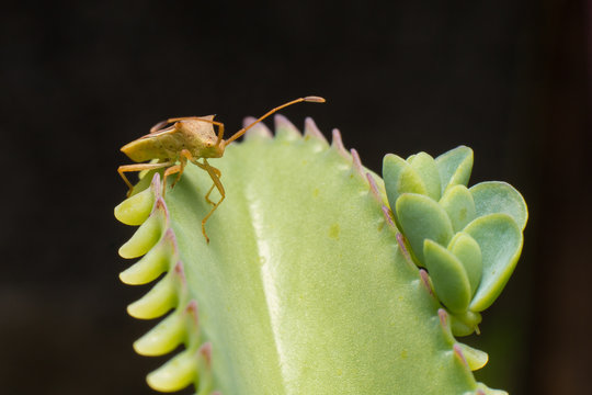 hemiptera Nezara Viridula Heteroptera pentatomidae palomera pras