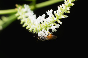 bee on white flower of Buddleja paniculata
