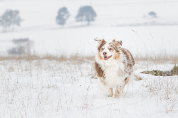 Australian Shepherd Hund beim Toben im Schnee