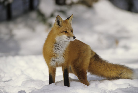 Red fox standing in deep snow, Ontario, Canada