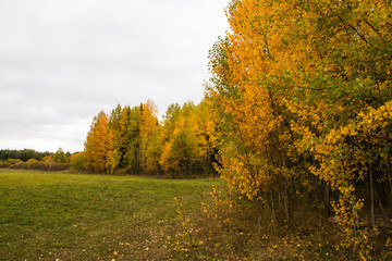 Fototapeta premium Yellow field and forest in an autumn day