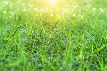 Fototapeta na wymiar green grass and light.
