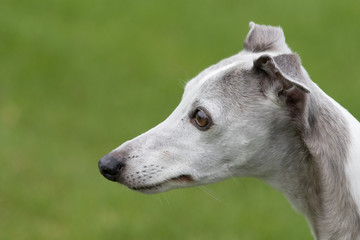 Windhund Portrait Windspiel