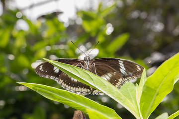 Fototapeta premium Beautiful butterfly in nature