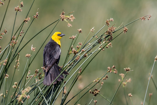 Yellow Headed Blackbird (Xanthocephalus xanthocephalus) Sitting on reeds.  Frank Lake, Alberta, Canada