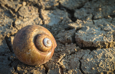 snail shell on cracked ground