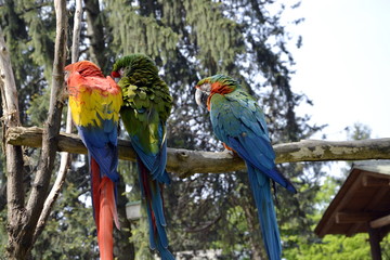Pappagalli in fuga