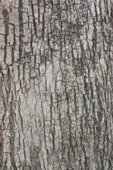 Tree bark texture an old tree.