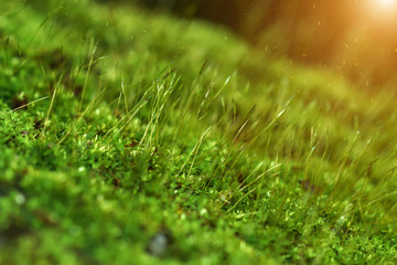 macro photo with green moss background