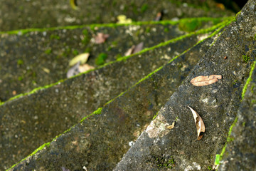 Green moss on the old stairs.