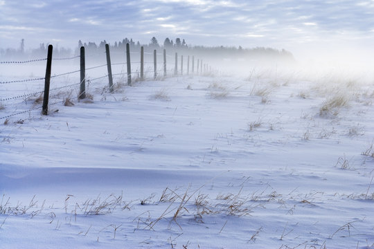 Trees and fence and pasture in fog, Water Valley, Alberta, Canada.