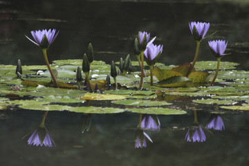 Flor de l&oacute;tus na lagoa