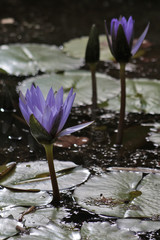 Flor de l&oacute;tus na lagoa