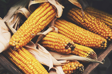 Farmers market - ripe corn ears harvest © so_lizaveta