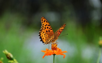 butterfly and flowers
