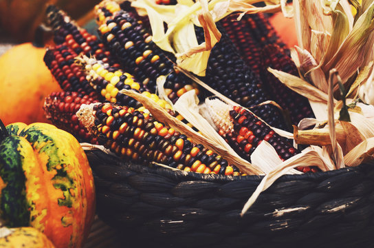 Fall harvest - ripe colorful corn ears and pumpkins