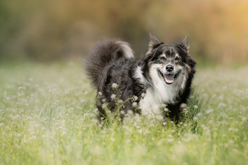 Australian Shepherd Hund in einer Wiese mit weissen Blumen