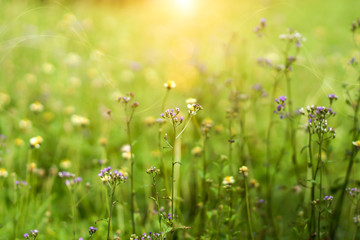Obraz na płótnie Canvas Flower grass in the morning.